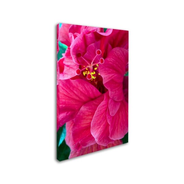 Kurt Shaffer 'Hibiscus Love' Canvas Art,22x32